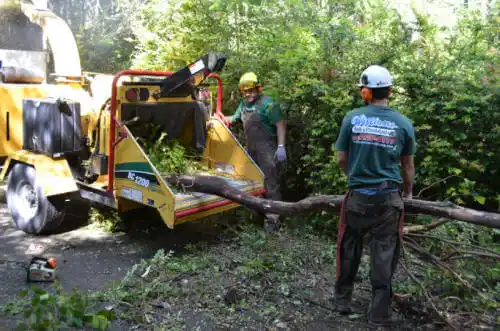 tree services Cold Springs